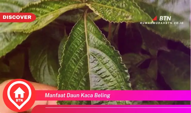 manfaat daun kaca beling