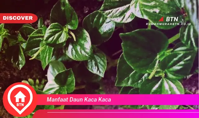 manfaat daun kaca kaca