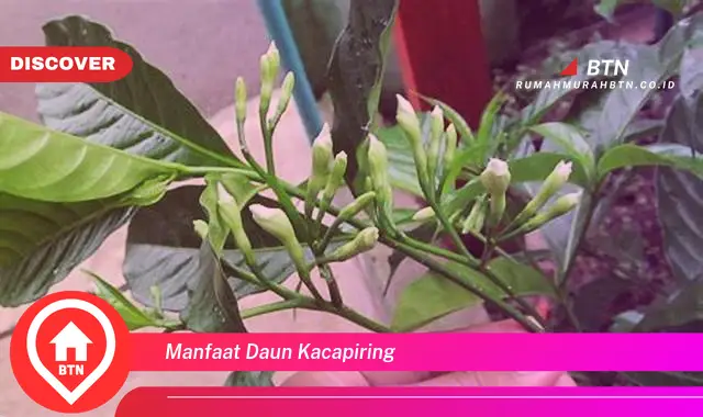 manfaat daun kacapiring