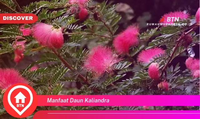 manfaat daun kaliandra