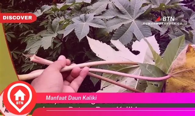 manfaat daun kaliki