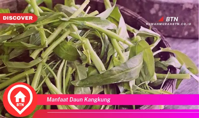 manfaat daun kangkung