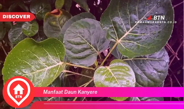 manfaat daun kanyere