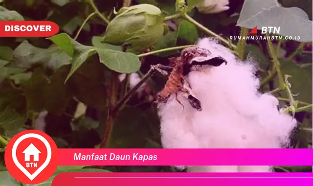 manfaat daun kapas