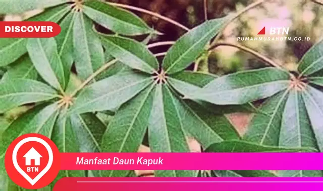 manfaat daun kapuk