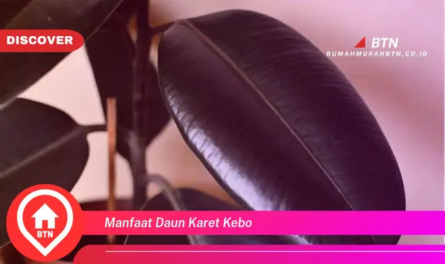 manfaat daun karet kebo