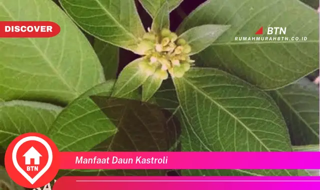 manfaat daun kastroli