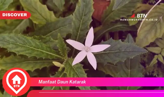 manfaat daun katarak