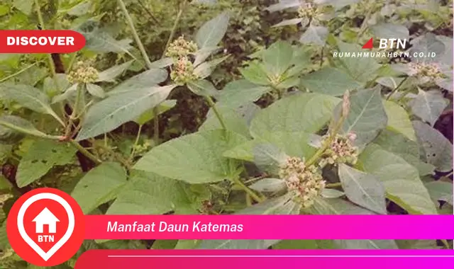 manfaat daun katemas