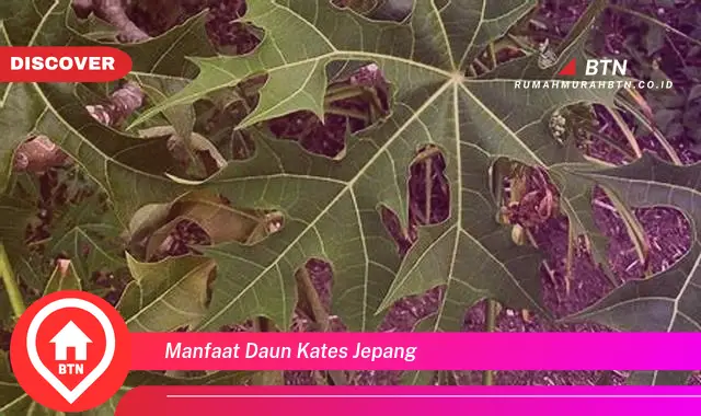 manfaat daun kates jepang