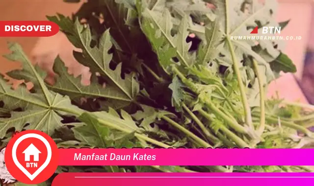 manfaat daun kates