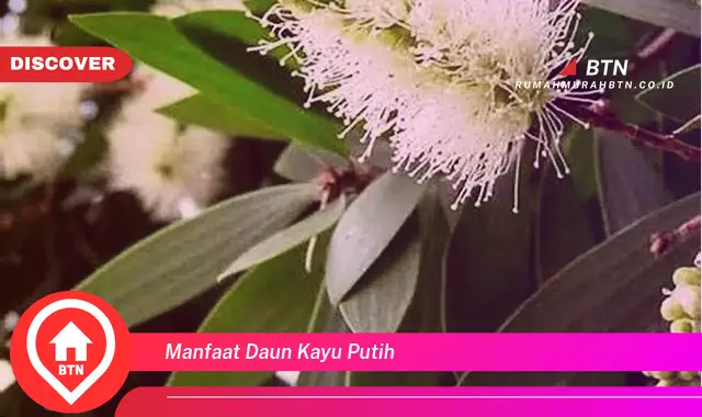 manfaat daun kayu putih