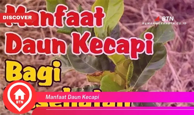 manfaat daun kecapi