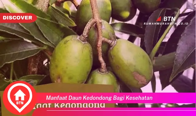 manfaat daun kedondong bagi kesehatan