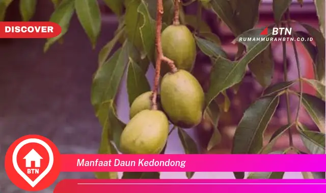 manfaat daun kedondong