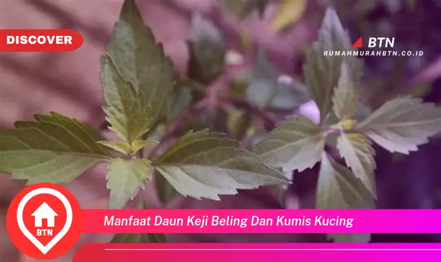 manfaat daun keji beling dan kumis kucing