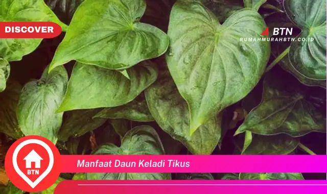 manfaat daun keladi tikus