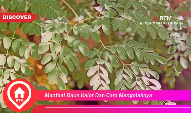 manfaat daun kelor dan cara mengolahnya