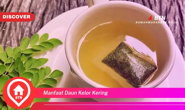 manfaat daun kelor kering