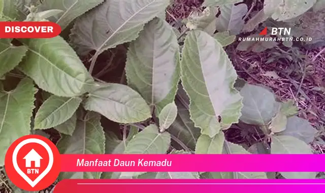 manfaat daun kemadu