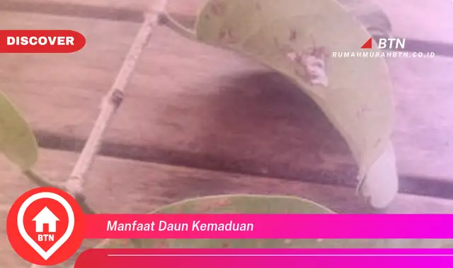 manfaat daun kemaduan