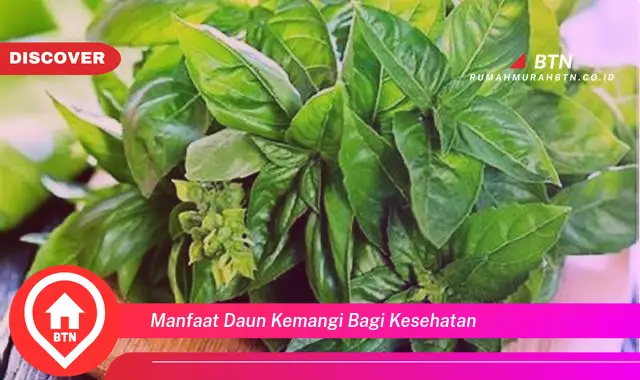 manfaat daun kemangi bagi kesehatan