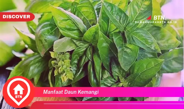 manfaat daun kemangi