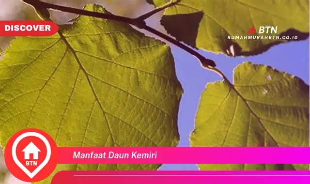 manfaat daun kemiri