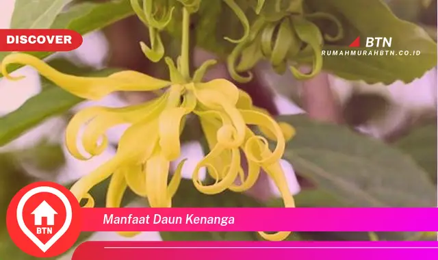 manfaat daun kenanga