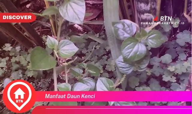 manfaat daun kenci