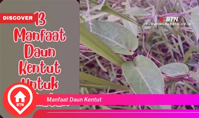 manfaat daun kentut