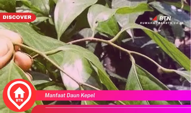 manfaat daun kepel