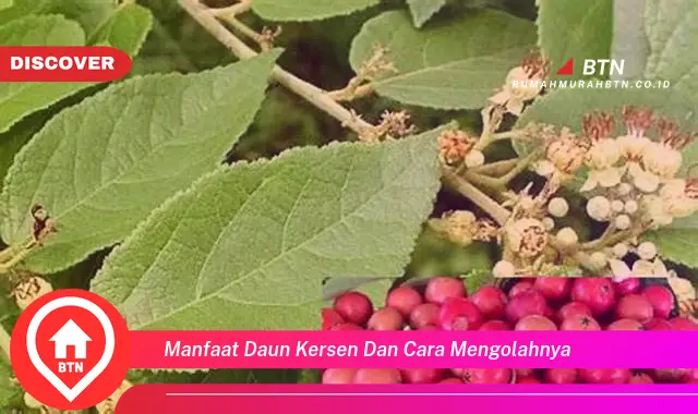 manfaat daun kersen dan cara mengolahnya