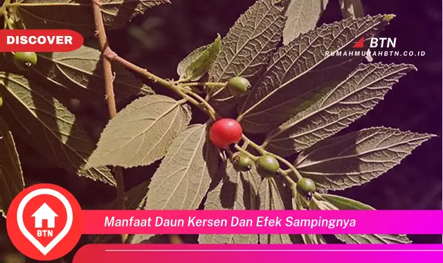 manfaat daun kersen dan efek sampingnya