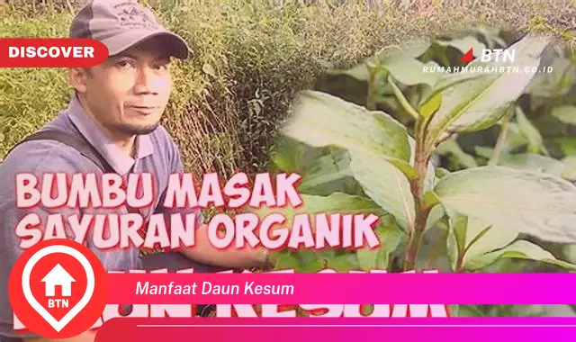 manfaat daun kesum