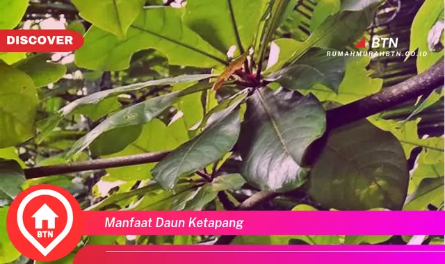 manfaat daun ketapang