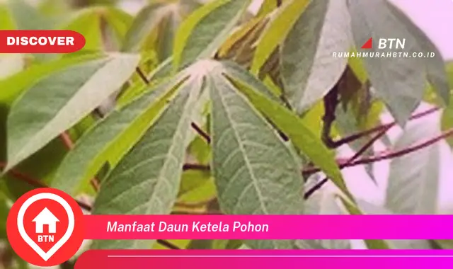 manfaat daun ketela pohon