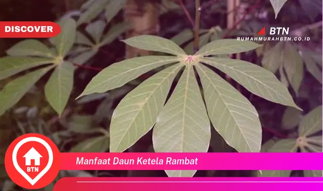 manfaat daun ketela rambat