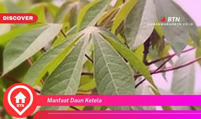 manfaat daun ketela