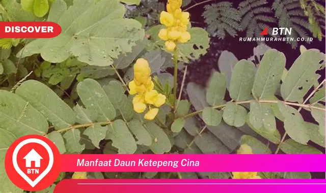 manfaat daun ketepeng cina