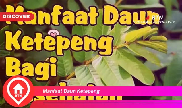 manfaat daun ketepeng