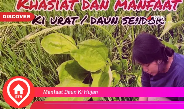 manfaat daun ki hujan