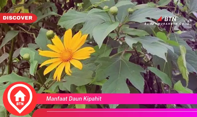 manfaat daun kipahit