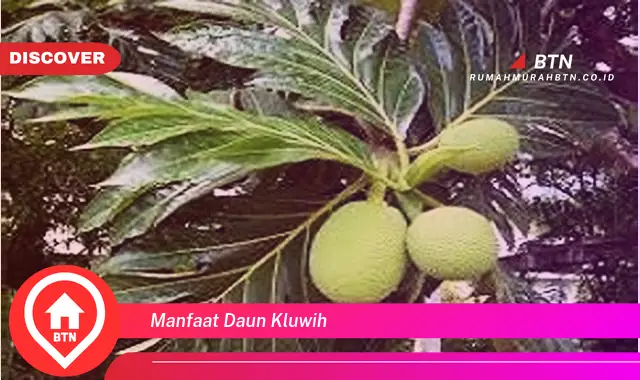 manfaat daun kluwih