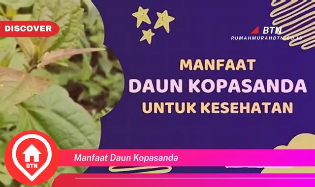 manfaat daun kopasanda