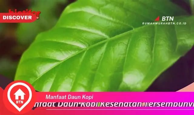 manfaat daun kopi