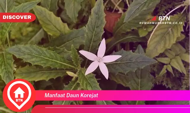 manfaat daun korejat