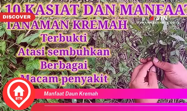 manfaat daun kremah