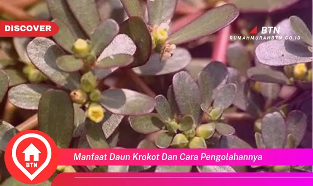 manfaat daun krokot dan cara pengolahannya