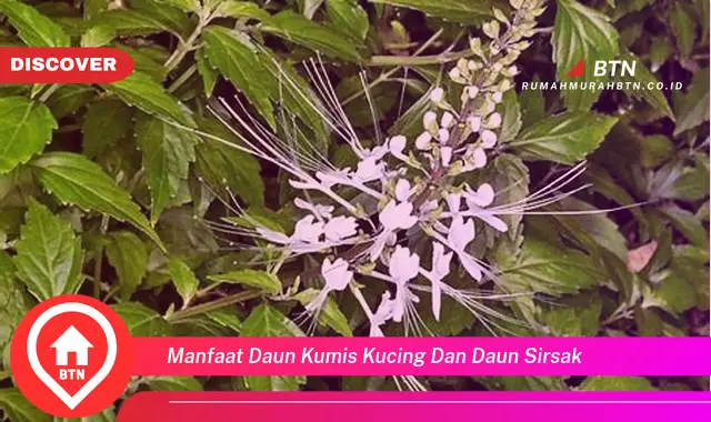 manfaat daun kumis kucing dan daun sirsak